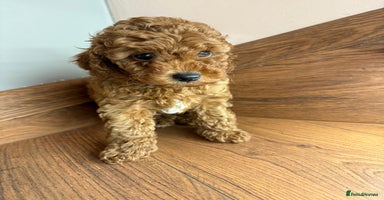 Cockapoo dogs Beautiful Cockapoo puppies last girl and last boy  - Advert 11