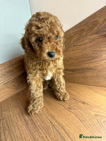 Cockapoo dogs Beautiful Cockapoo puppies last girl and last boy - Advert 6