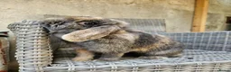 Mini Lop rabbits for sale: Female mini lop - Advert 4