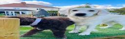Golden Retriever dogs for sale: ⭐️Cream KC Golden Retriever Puppies⭐️ - Advert 6