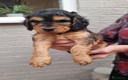 Cockapoo dogs for sale: Cockapoo's - Image 31