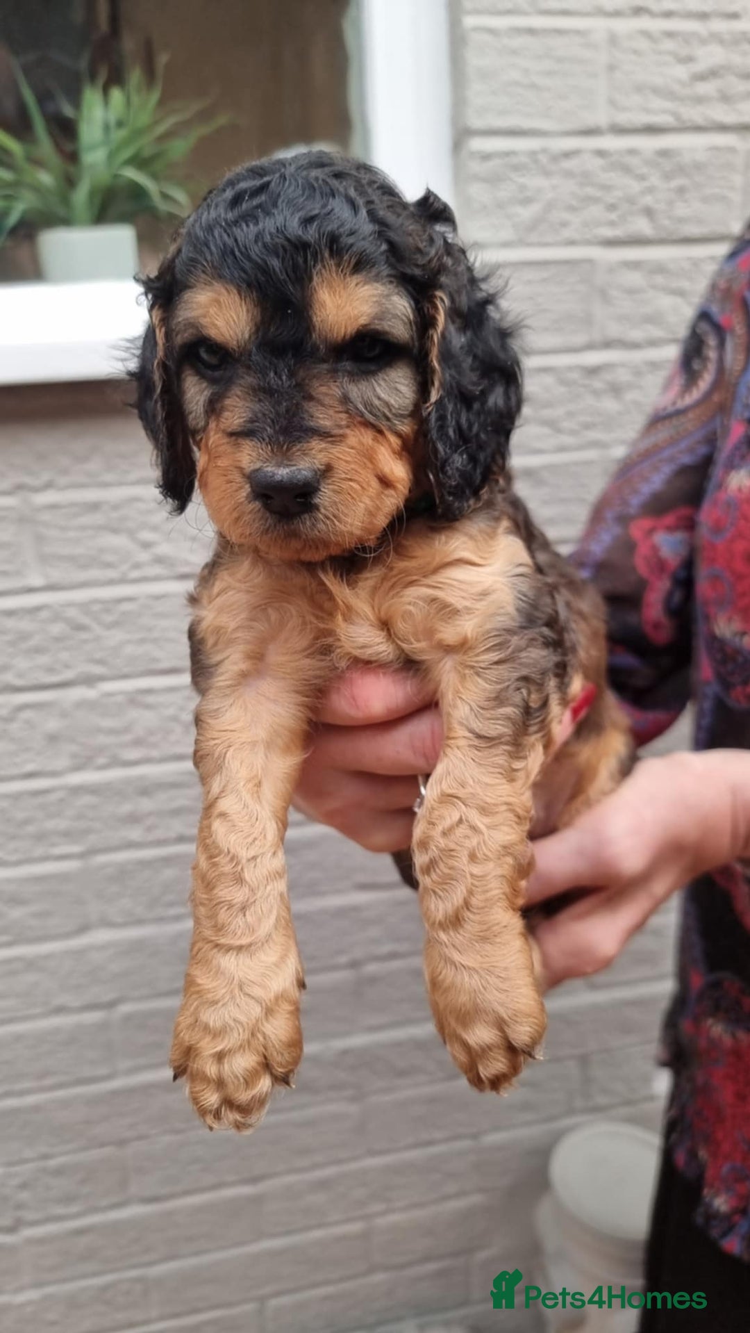 Cockapoo dogs for sale: Cockapoo's - Image 31