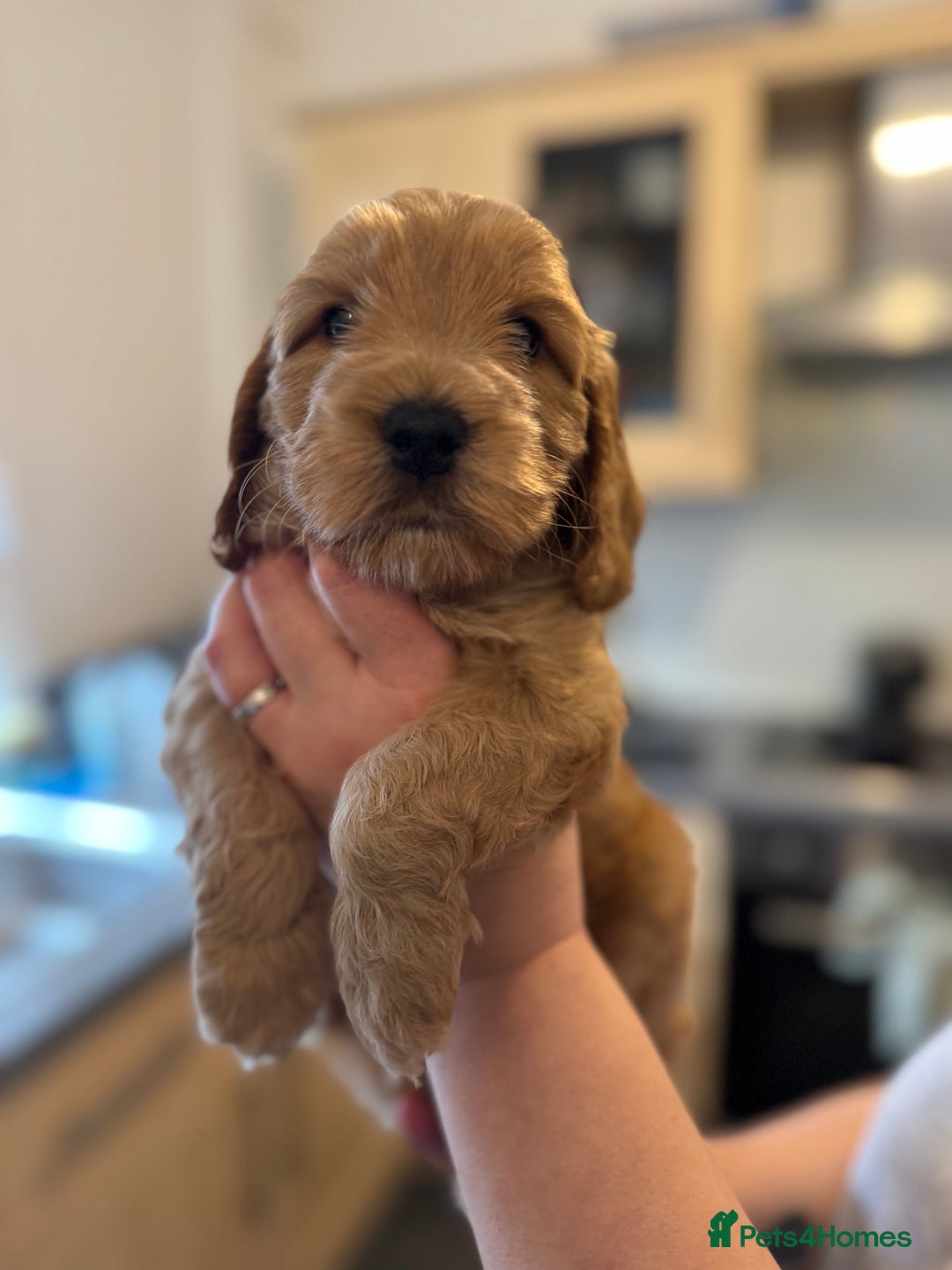 Cockapoo dogs for sale: 1 boy left cockapoo  - Advert 6