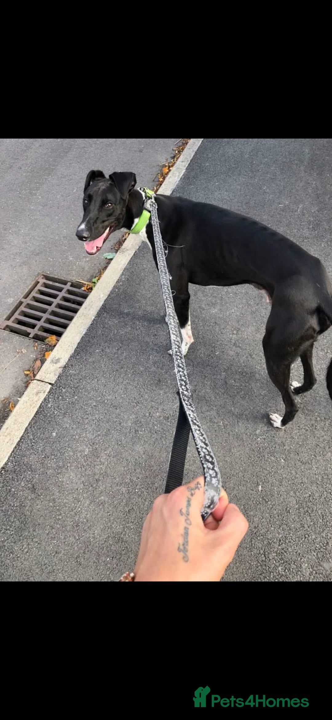 Greyhound dogs for stud: Greyhound stud  - Advert 7