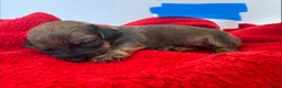 Mixed Breed dogs for sale: dach x chi x shitz pups available 5* homes - Advert 12
