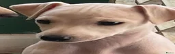 Italian Greyhound dogs for sale: 5 wonderful Wiggy’s licensed breeder  - Advert 12
