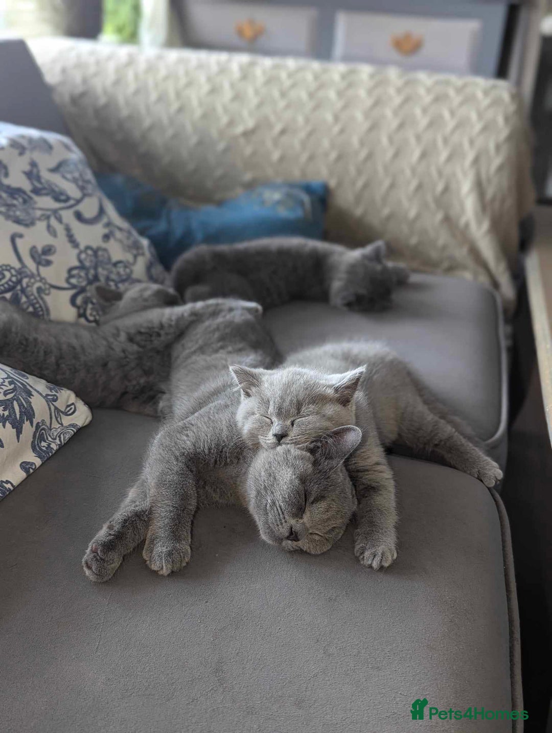 British Shorthair cats for sale: Both parents pedigreesTICA pedigree-dad5xchampion  - Image 22
