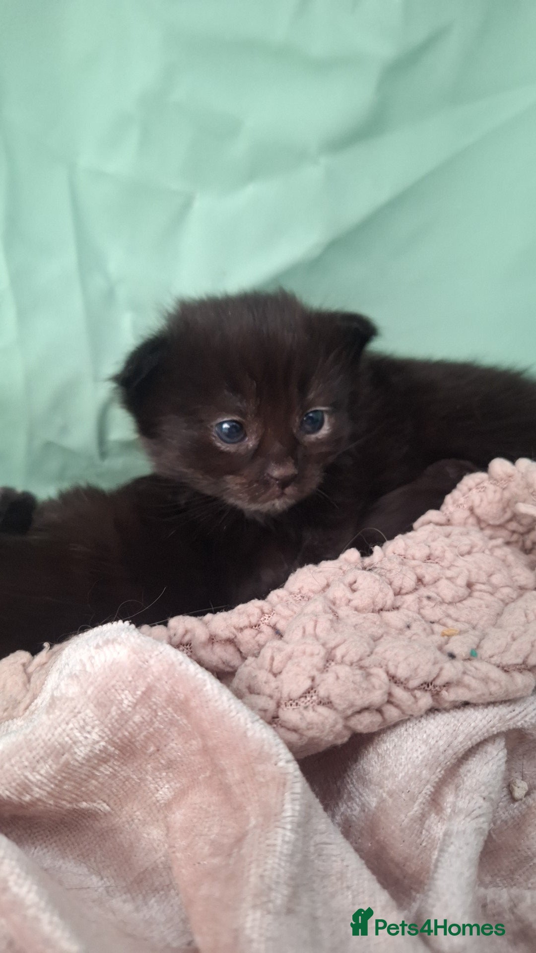 Ragdoll cats for sale: Ragdoll x Norwegian Forest x DHC - Image 12