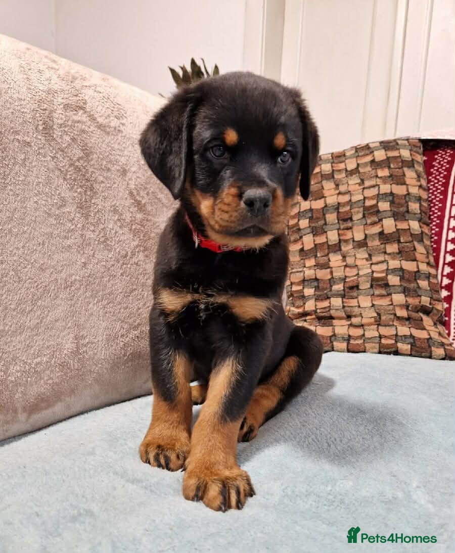 Rottweiler dogs 🥰 Beautiful Rottweiler Puppies 🐶  - Advert 1
