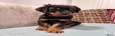 Rottweiler Puppy 1