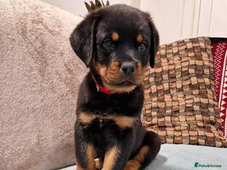 Rottweiler dogs 🥰 Beautiful Rottweiler Puppies 🐶 - Advert 4