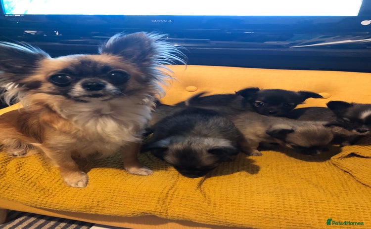 Chihuahua dogs - Advert 4