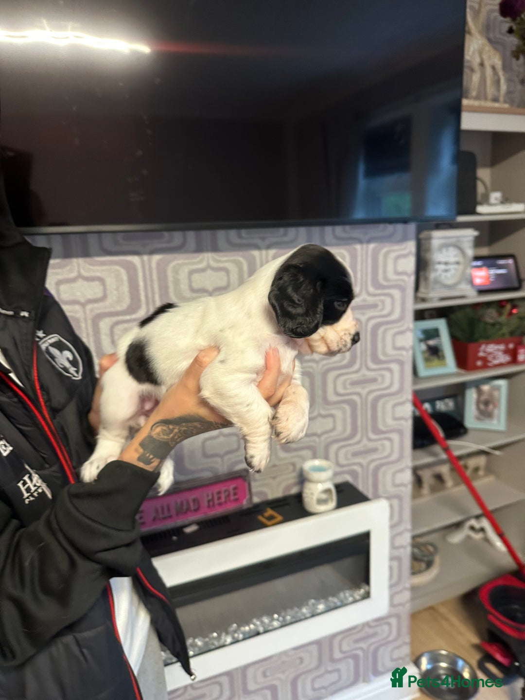 Cocker Spaniel dogs for sale: Cocker spaniel puppies  - Image 8