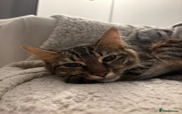 Mixed Breed cats for sale: Maine coon/tabby  - Image 5
