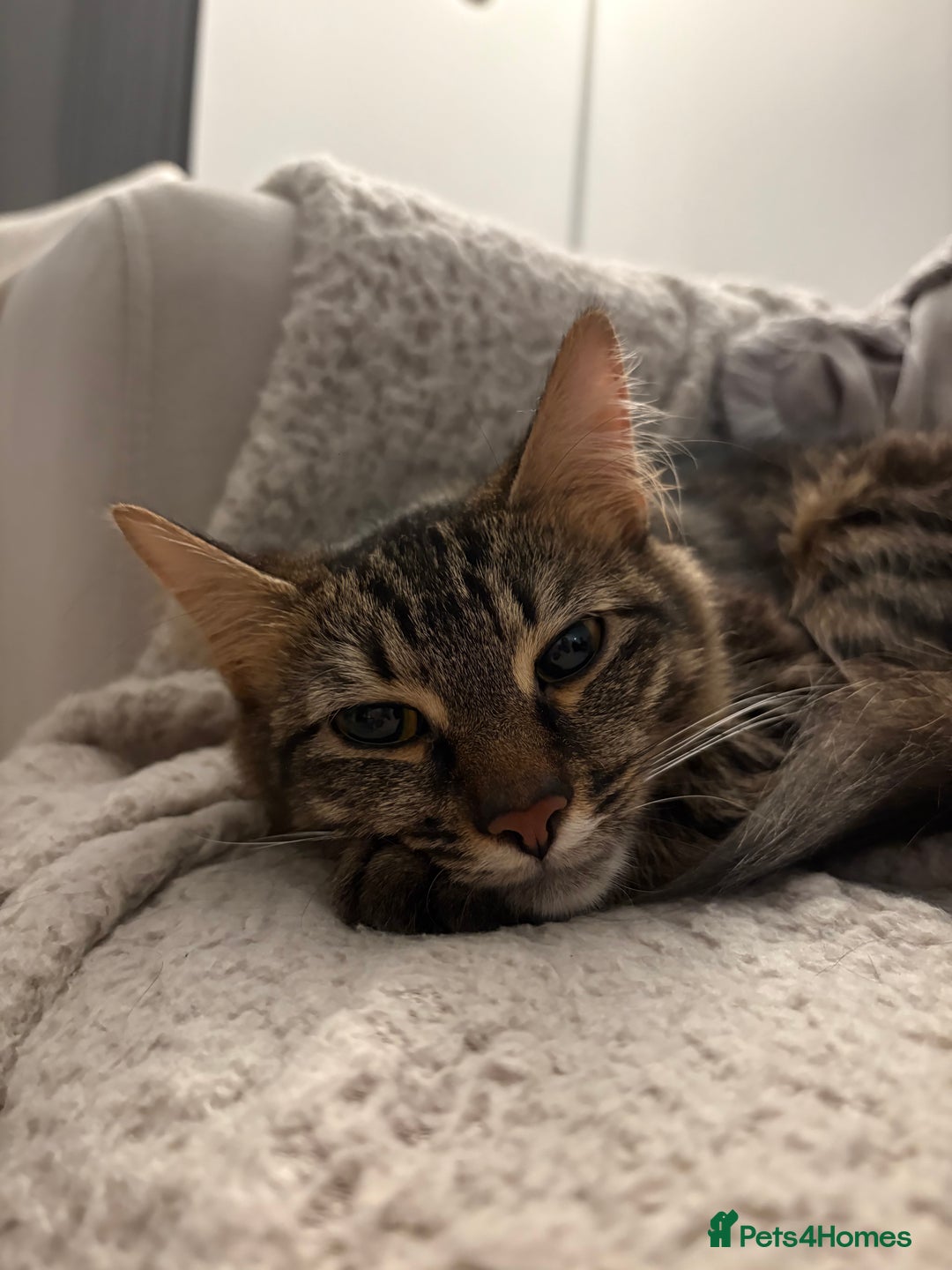 Mixed Breed cats for sale: Maine coon/tabby  - Image 5