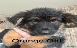 German Shepherd dogs for sale: German Shepherd Puppies in Edinburgh - Image 6