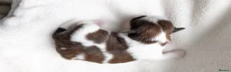 Shih Tzu dogs for sale: KC registered Shih Tzu puppies  in Harlow - Advert 16
