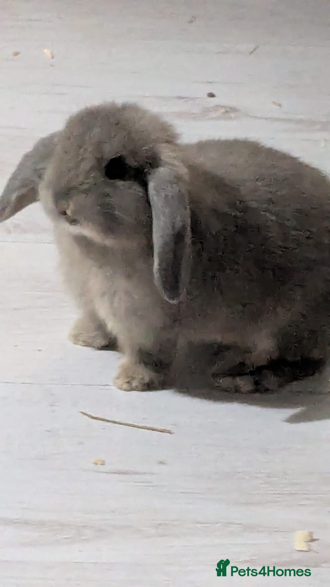 Mini Lop rabbits for sale: Baby mini lops ready for their forever homes - Advert 15