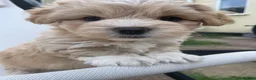 Maltipoo dogs for sale: Small Maltipoos, 100% Perfection  in Birmingham - Advert 17