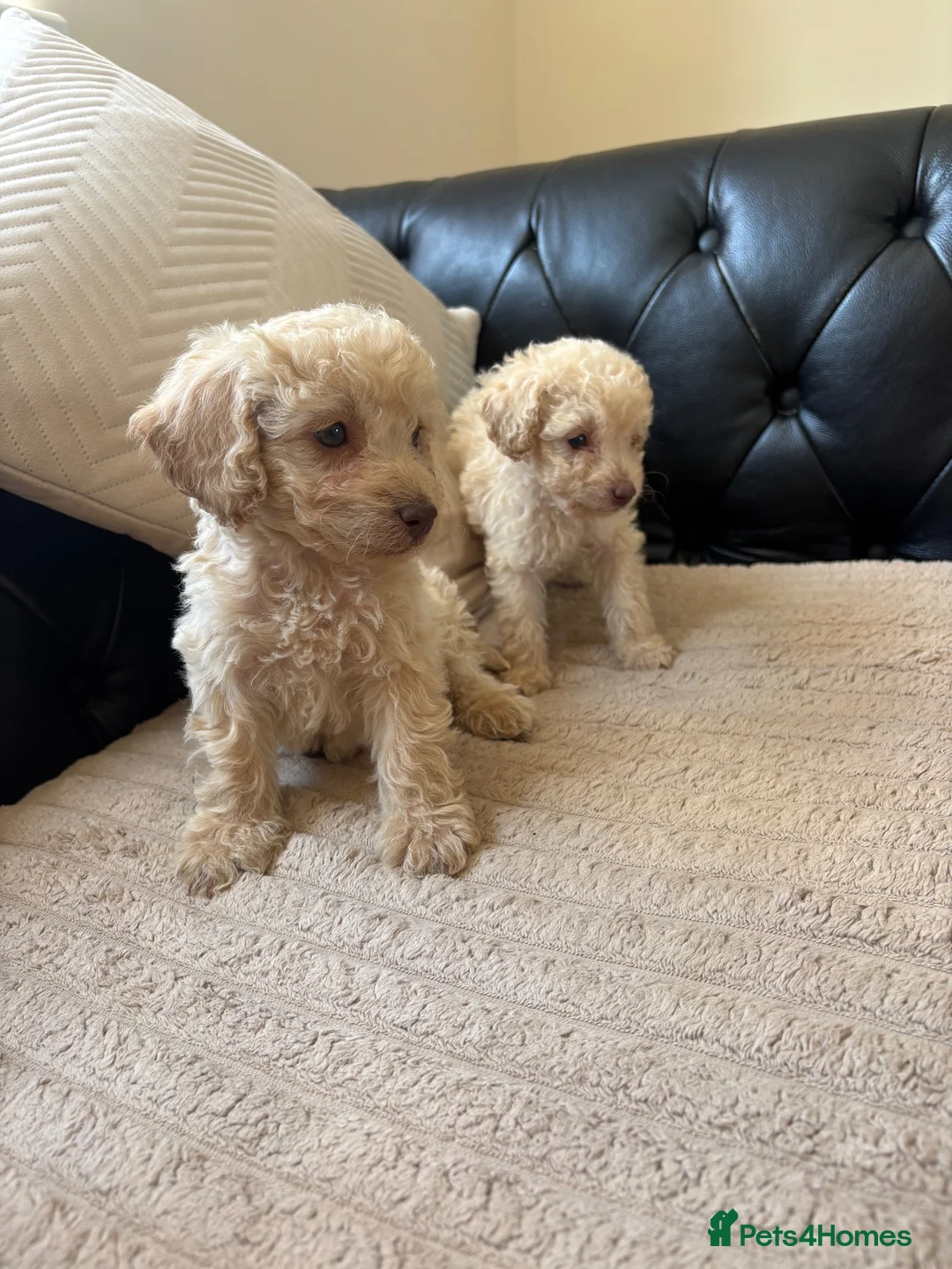 Cockapoo dogs for sale: F1b cockapoo - Advert 2