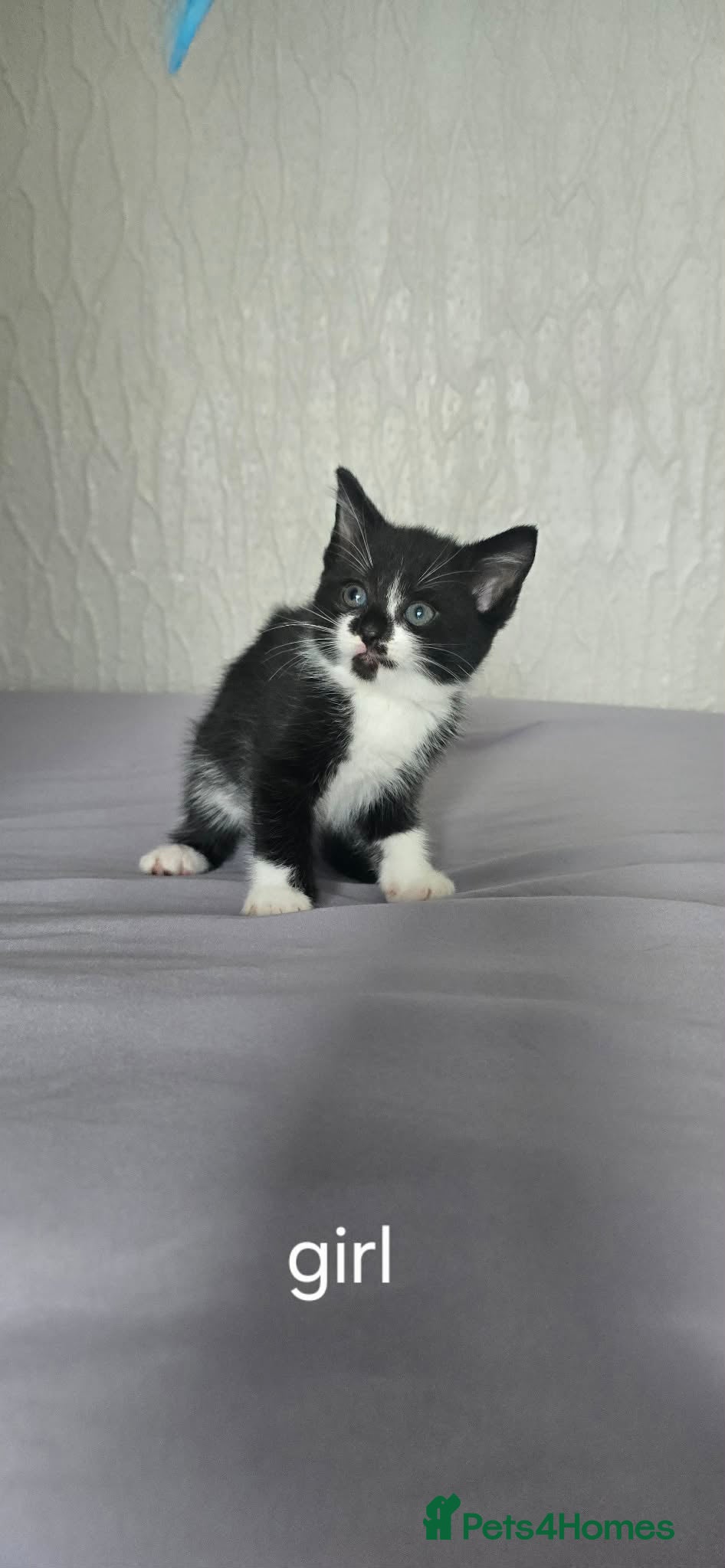 Domestic Shorthair cats Two girls looking for a new home  - Advert 7