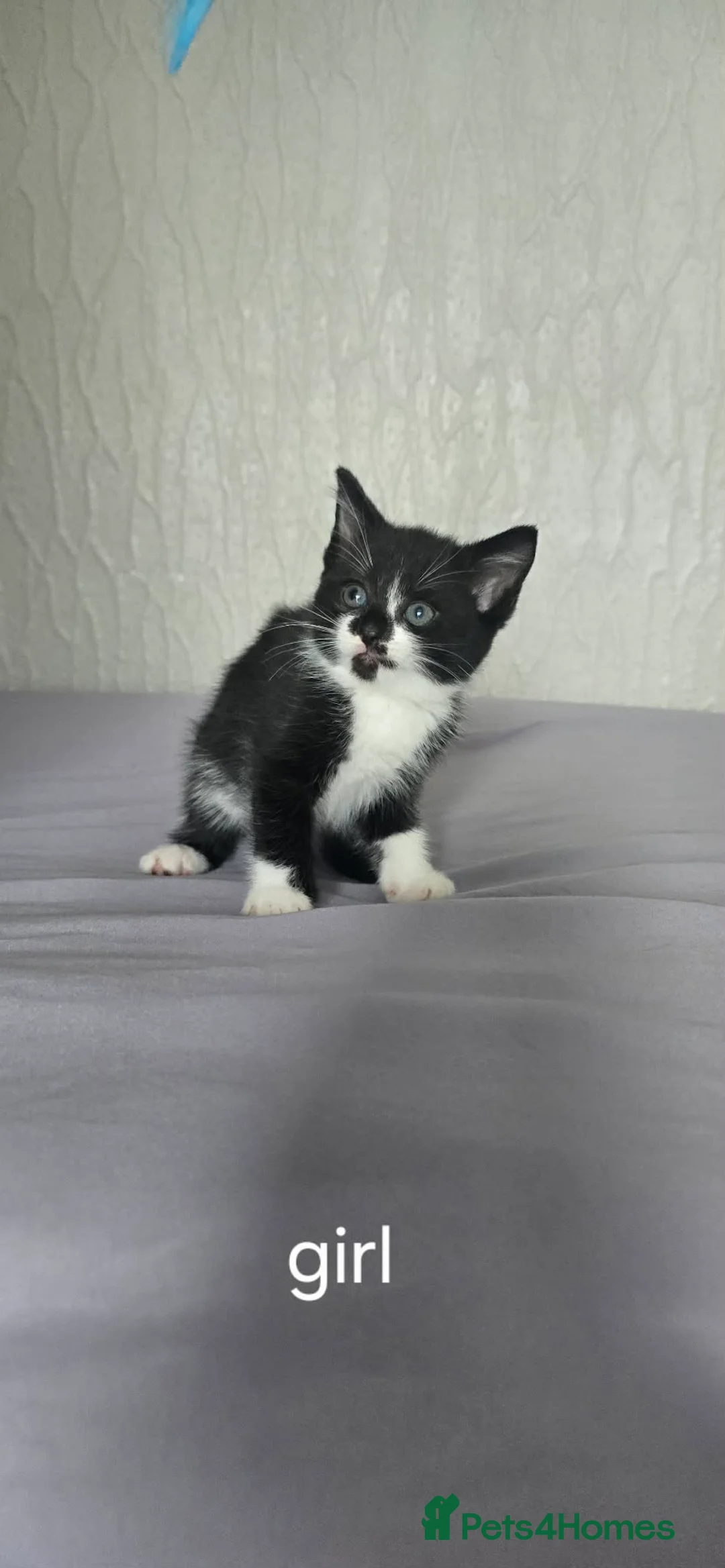 Domestic Shorthair cats for sale: Two girls and two boys  - Advert 2