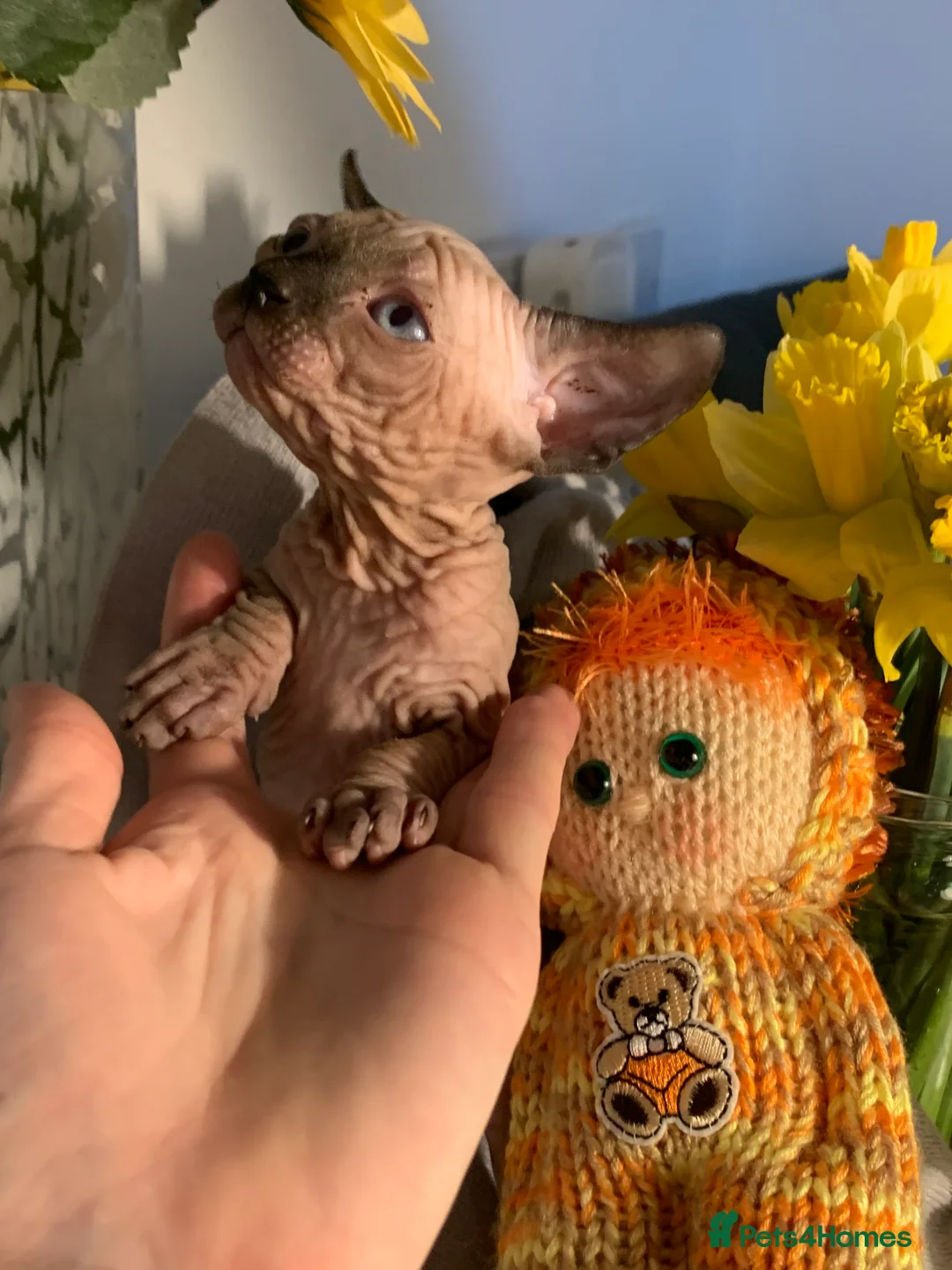 Sphynx cats for sale:  ** s sphynx babies - Advert 5