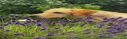 Labrador Retriever dogs for sale: K.C. Registered Puppies Health Checked Puppies in Tewkesbury - Advert 4