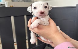 Dalmatian dogs for sale: 8 Gorgeous Dalmatian Puppies - Image 15