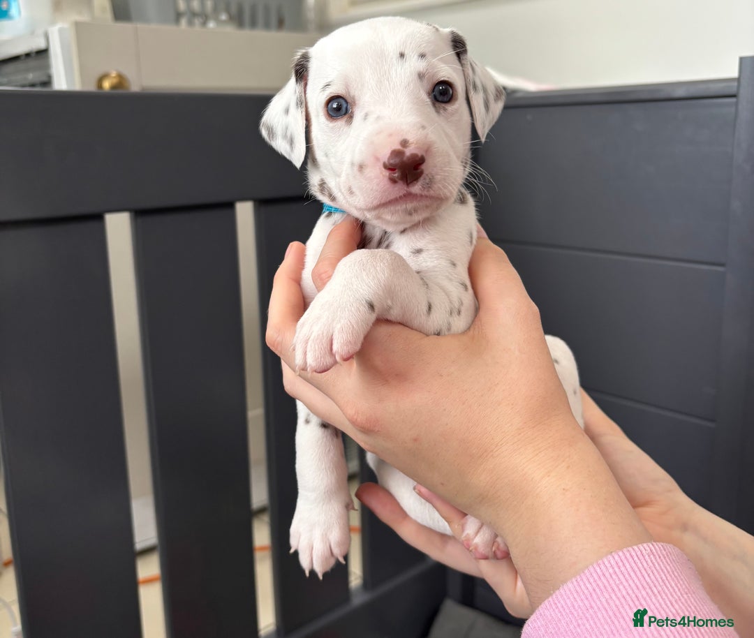 Dalmatian dogs for sale: 8 Gorgeous Dalmatian Puppies - Image 15