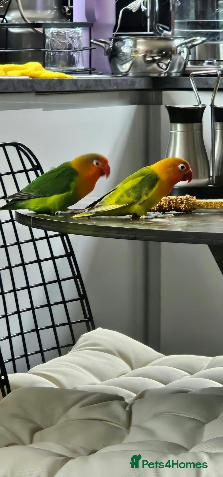 Lovebirds birds Love birds 🐦  - Advert 1