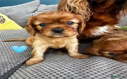 Cavalier King Charles Spaniel dogs for sale: Beautiful Ruby boys - Image 5