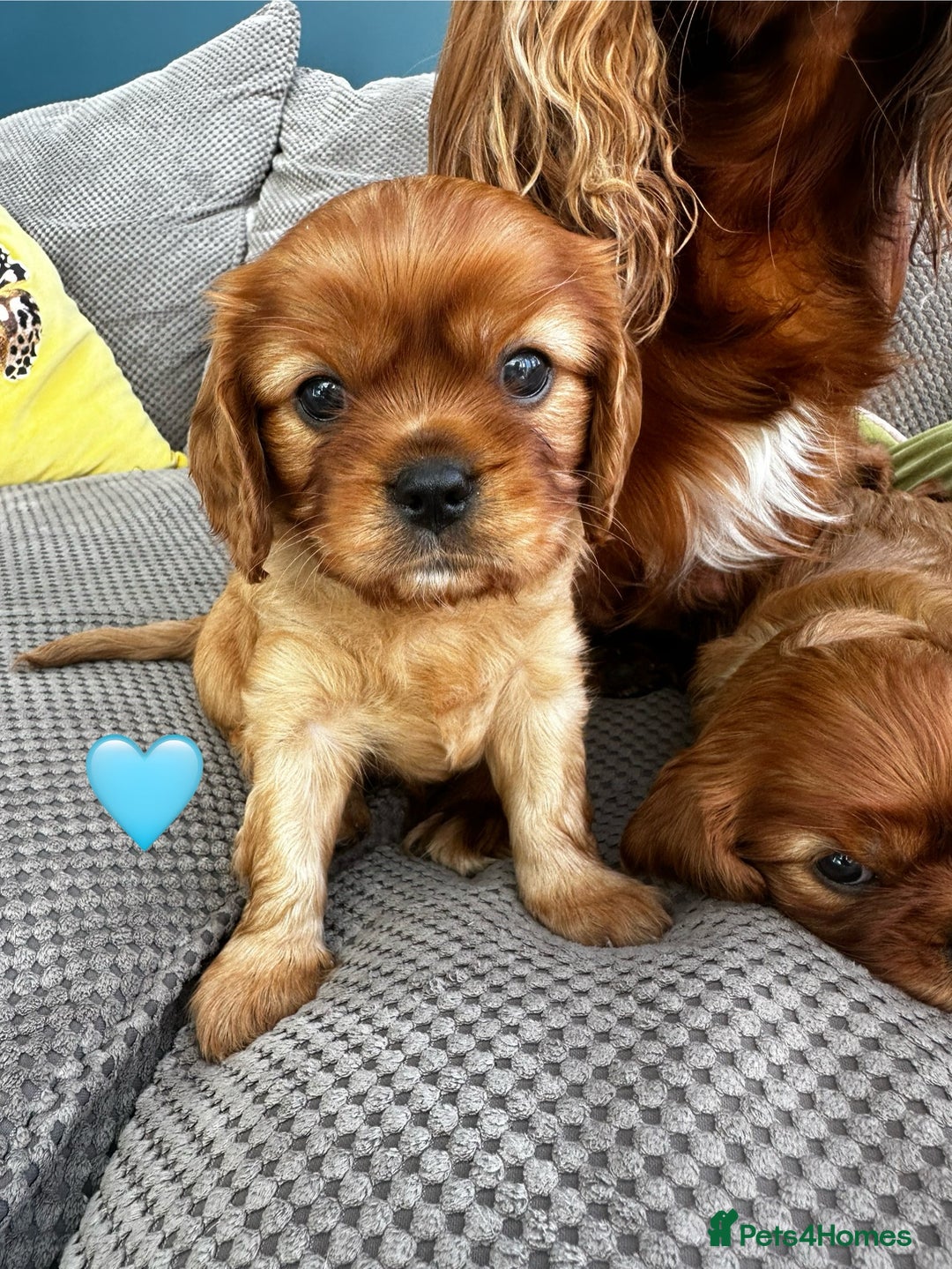 Cavalier King Charles Spaniel dogs for sale: Beautiful Ruby boys - Image 5