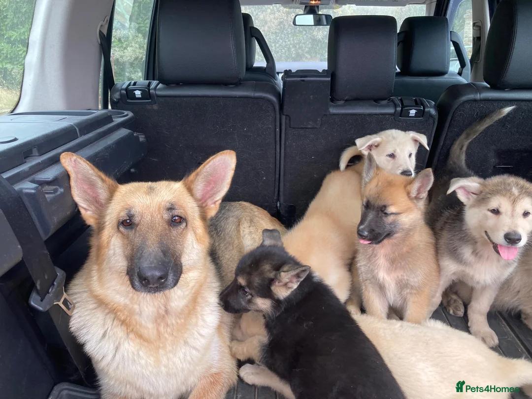 Mixed Breed dogs for sale: German Shepherd X Akita Pups - Advert 18