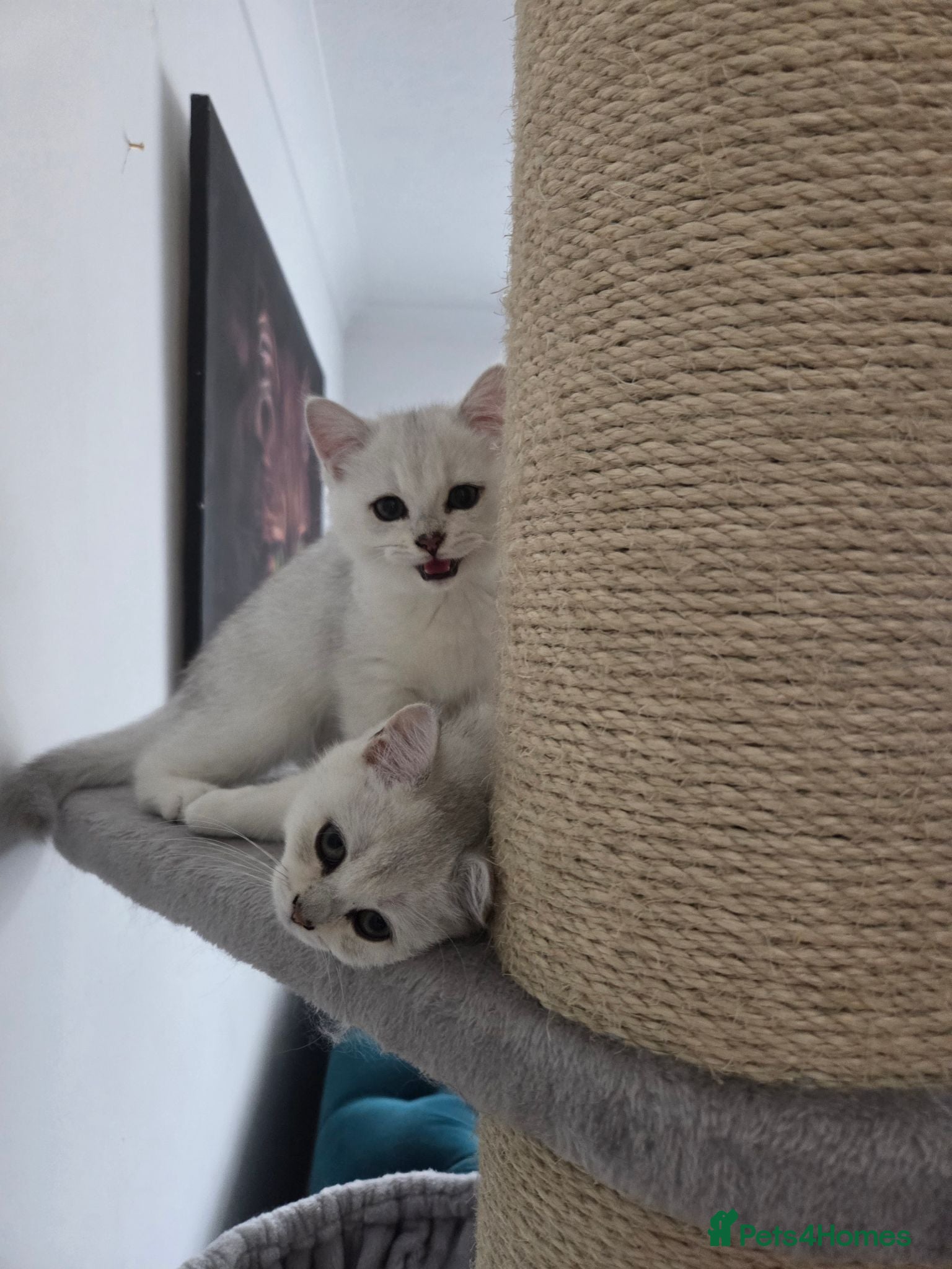 British Shorthair cats 3 white kittens with blue-green eyes for sale.  - Advert 12