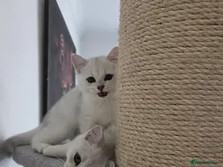 British Shorthair cats 3 white kittens with blue-green eyes for sale. - Advert 12