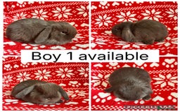 Mini Lop rabbits for sale: 4 baby mini lops ready to reserve! - Image 2