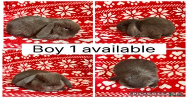 Mini Lop rabbits - Advert 15