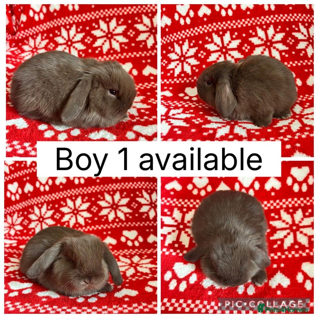 Mini Lop rabbits for sale: 4 baby mini lops ready to reserve! - Image 2