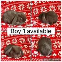 Mini Lop rabbits - Advert 4