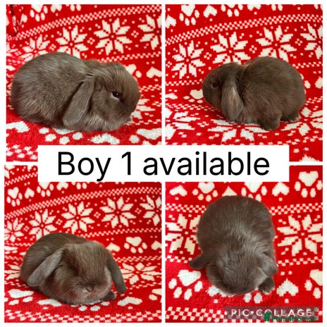 Mini Lop rabbits - Advert 6