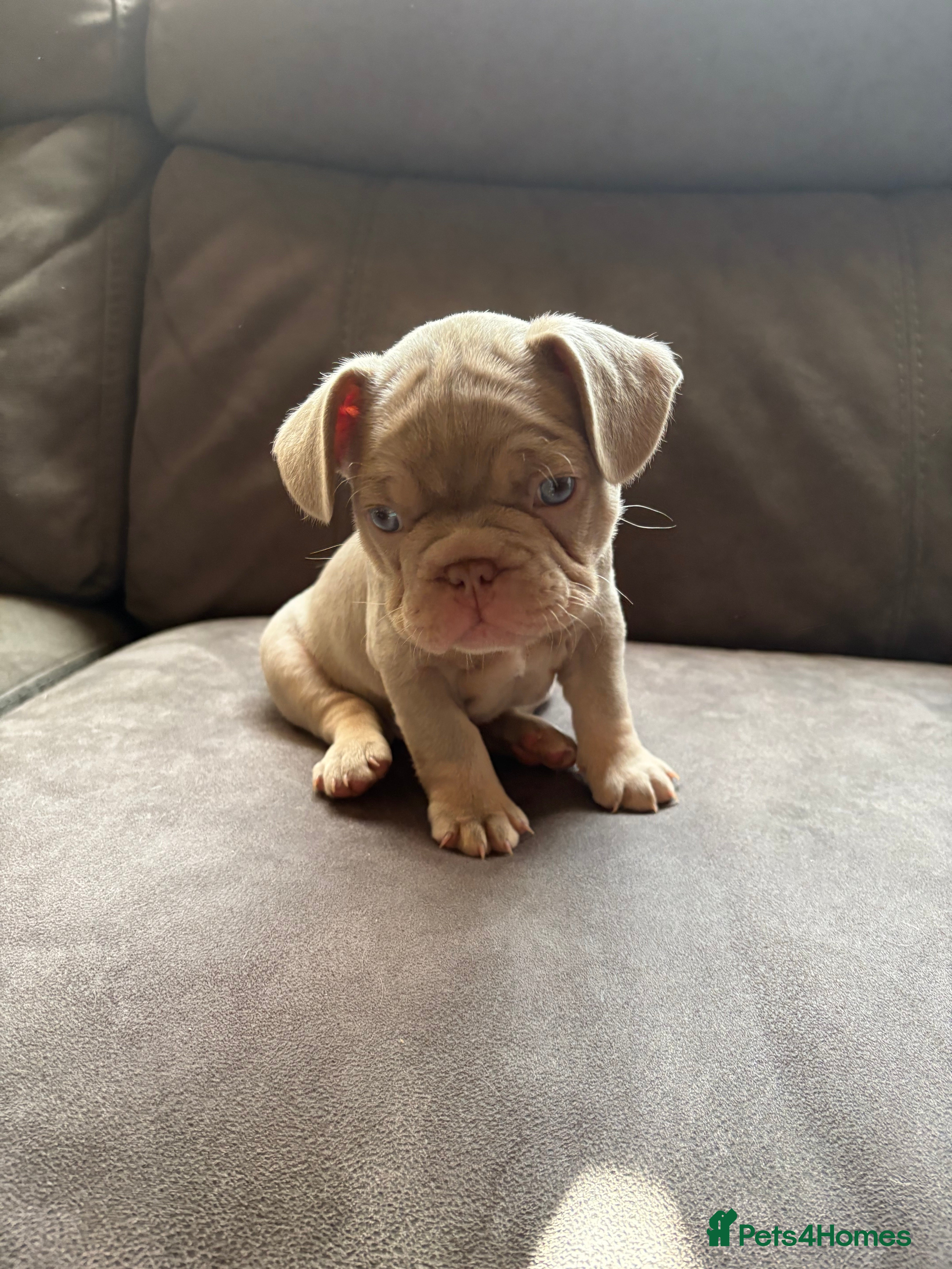French Bulldog dogs Ready 18 March ❤️❤️❤️❤️  - Advert 13