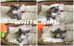 Maine Coon cats for sale: 5 Generation pedigree BLACK SMOKE kittens  - Image 5