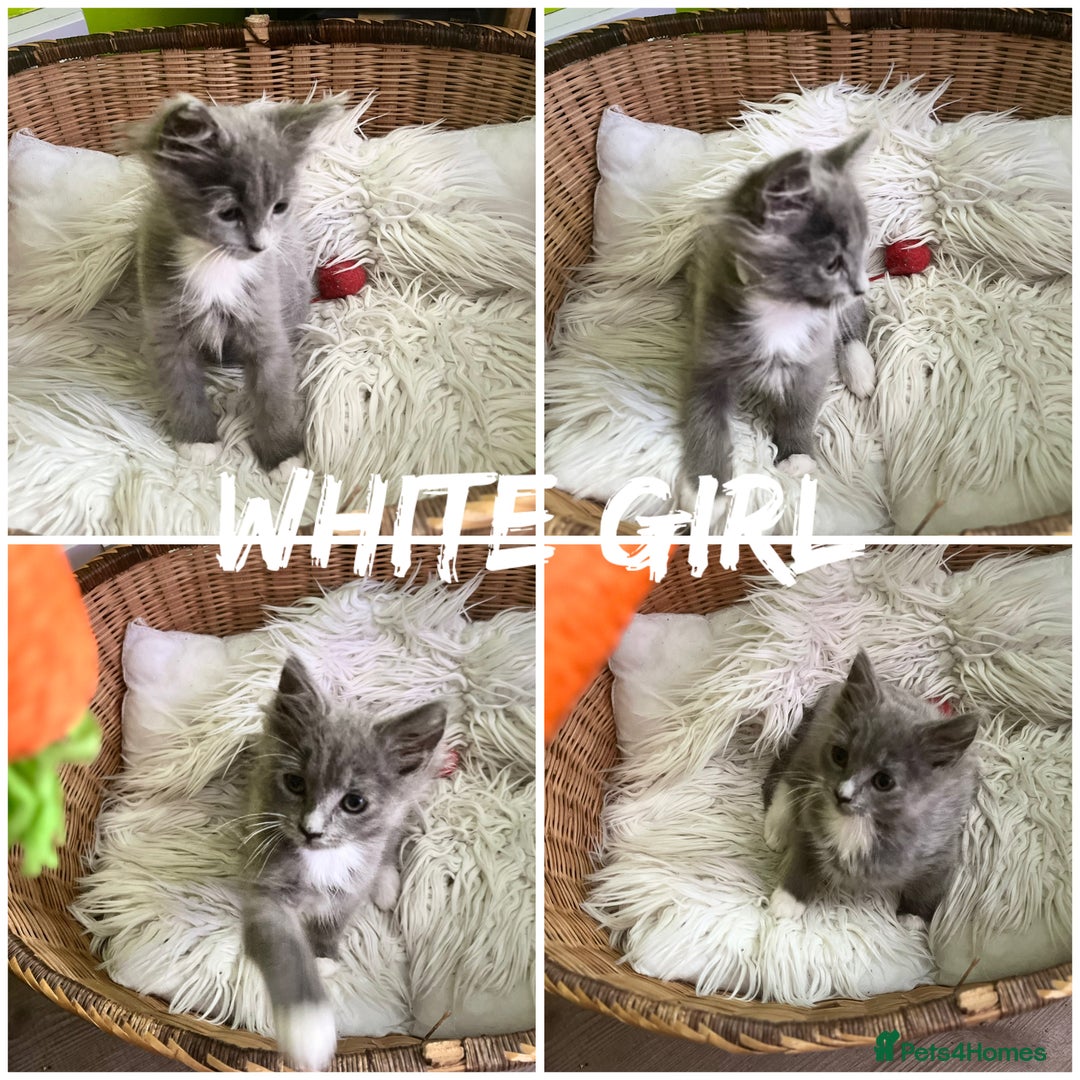 Maine Coon cats for sale: 5 Generation pedigree BLACK SMOKE kittens  - Image 5