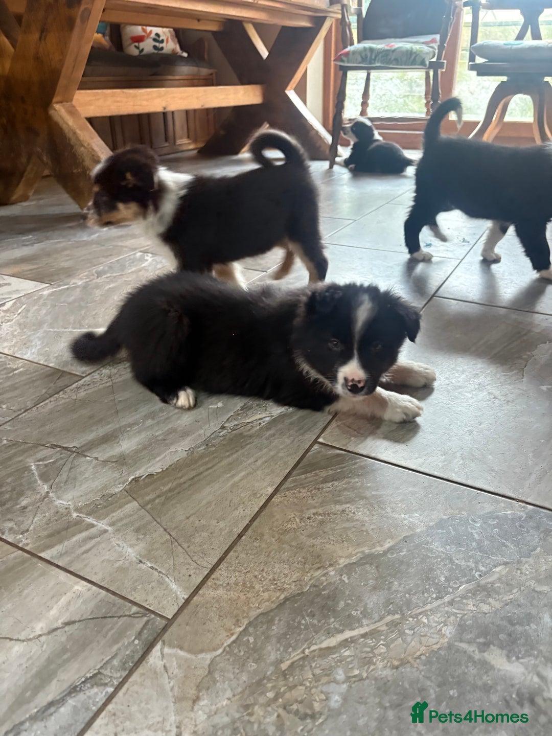 Border Collie dogs for sale: Border collie puppies  - Advert 9