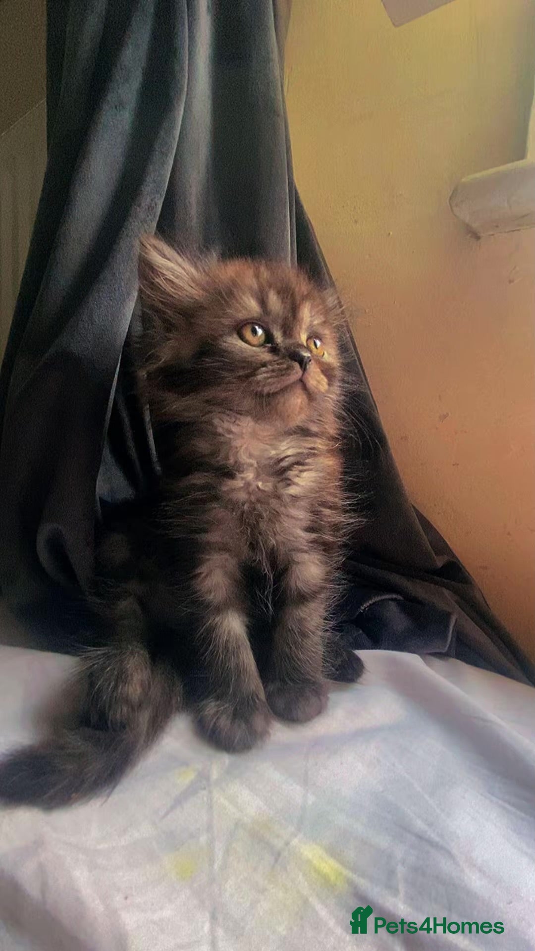 Persian cats Beautiful Persian kitten - Advert 10