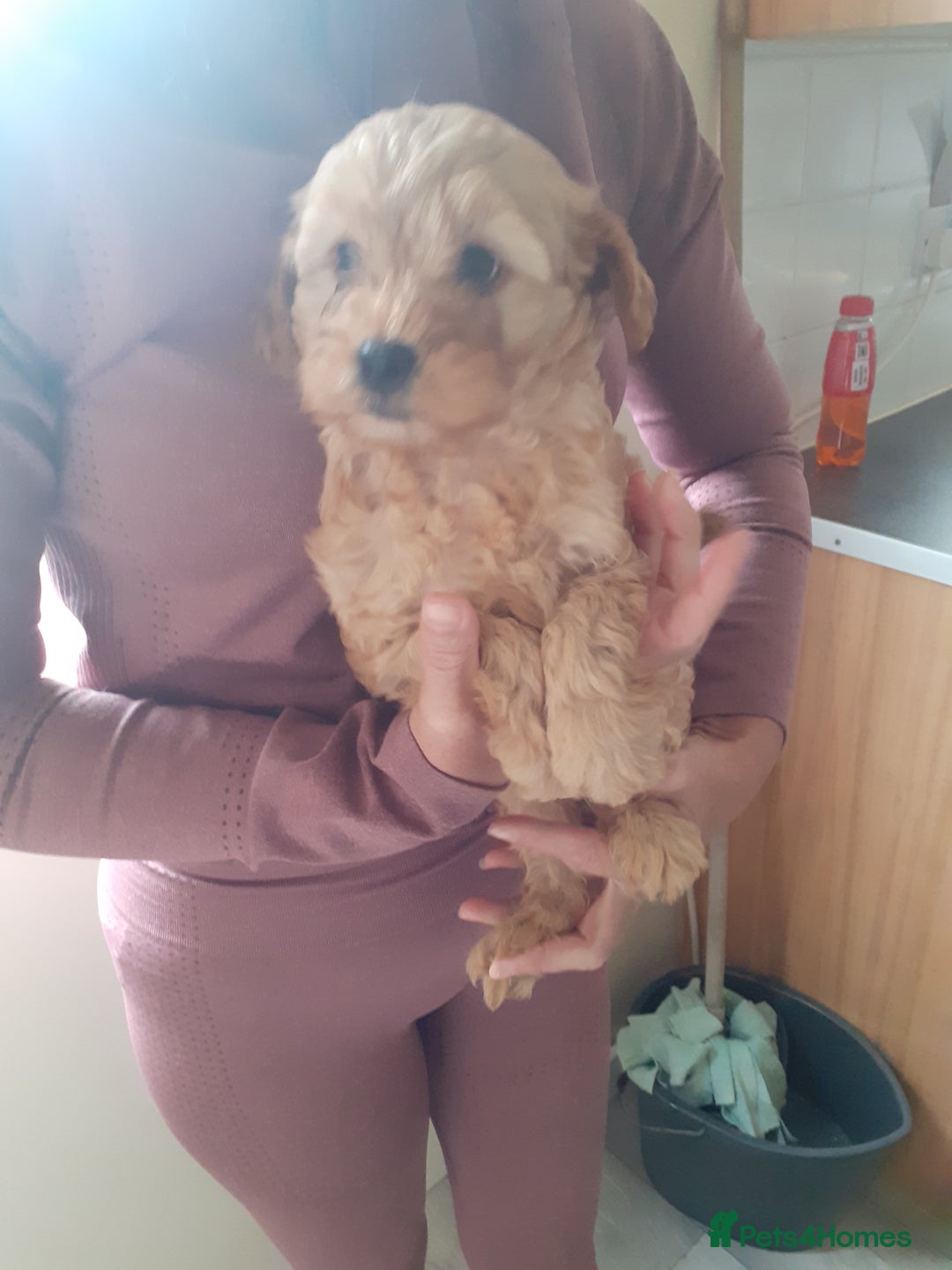 Cavapoo dogs for sale: Miniture F1 cavapoo pups  - Image 8