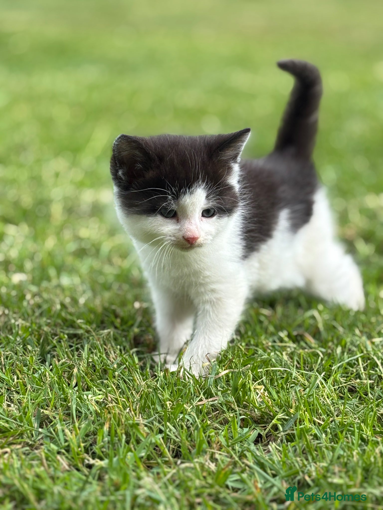 Mixed Breed cats for sale: 2 beautiful male kittens raised in our family home - Advert 1