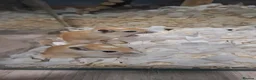 Gerbil rodents for sale: 2 Male Baby gerbils! - Advert 1