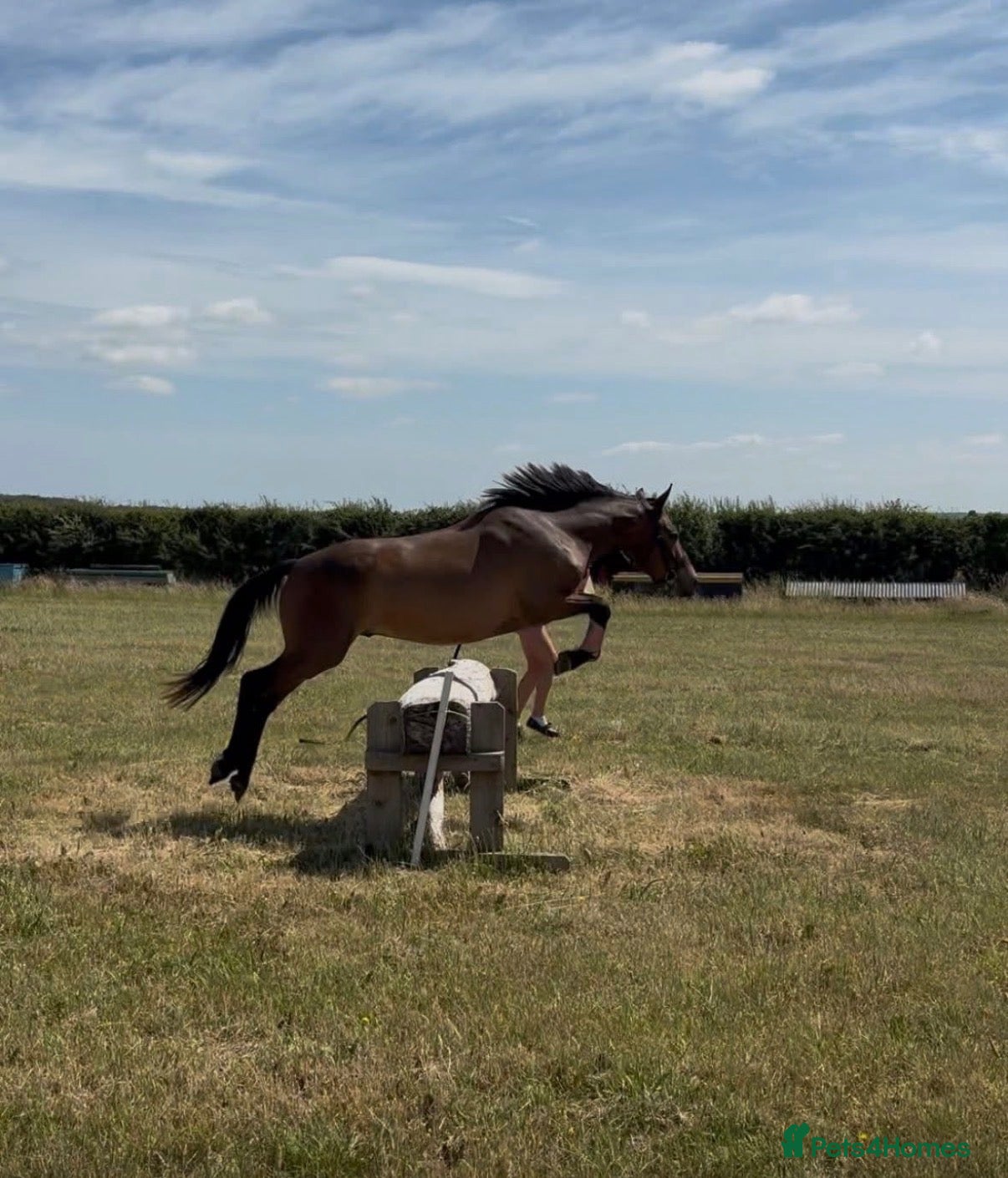 New Forest horses Beautiful Project horse - Advert 1